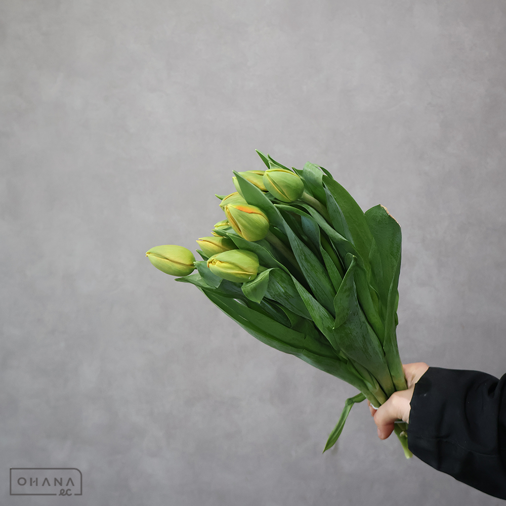 【SALE】チューリップ八重　　ロレンゾ　秀2L　※クレーム対象外