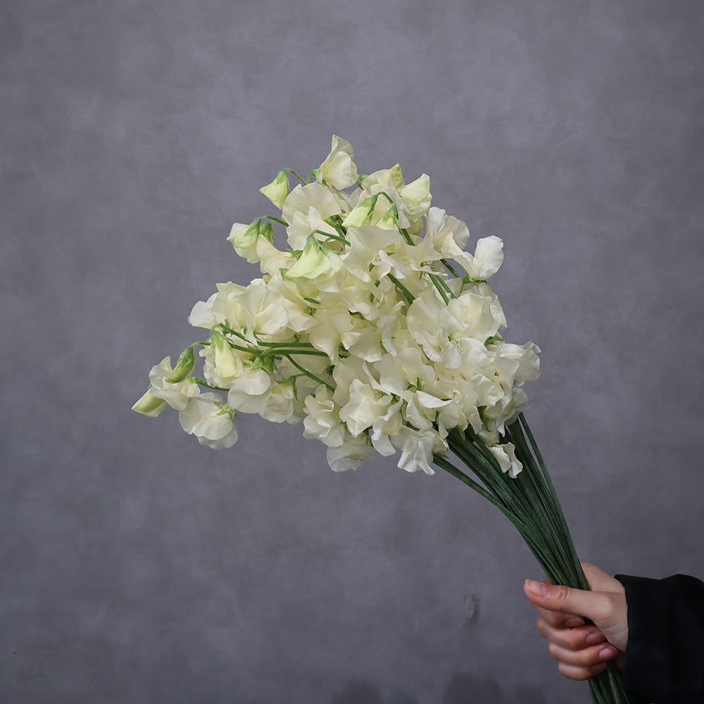 【SALE】スイトピー　ステラ　L 4輪　※クレーム対象外