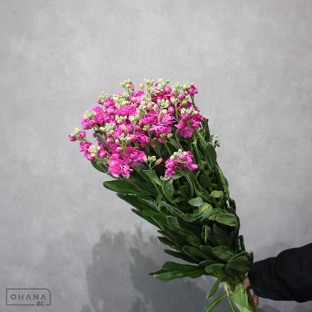 【SALE】ストックスプレー　ピンクカルテット　 80cm　※クレーム対象外