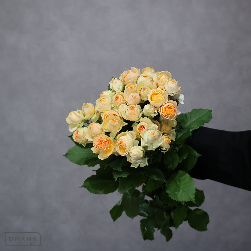 【SALE】ＳＰバラオレンジ　プラヴィーダ　秀 50cm　※クレーム対象外