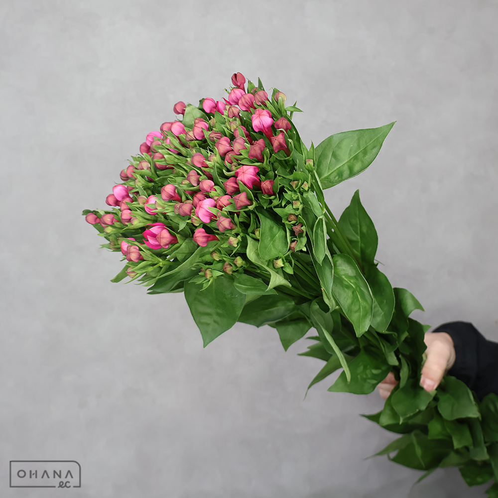 ブバルジア　ヴィーナス　秀 70cm