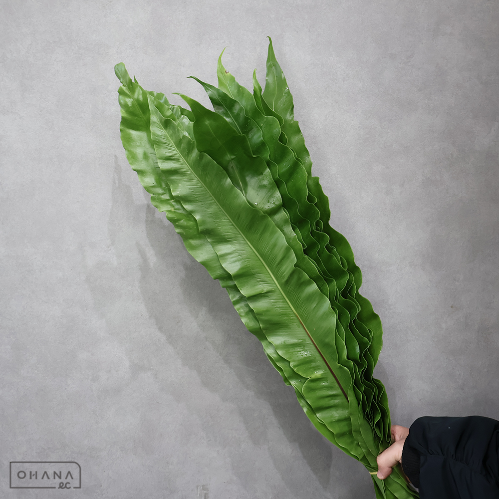 タニワタリ　　 70cm