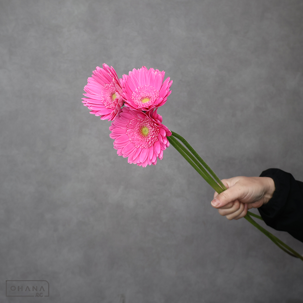 ガーベラ　キラズケーキ　 ※25本束