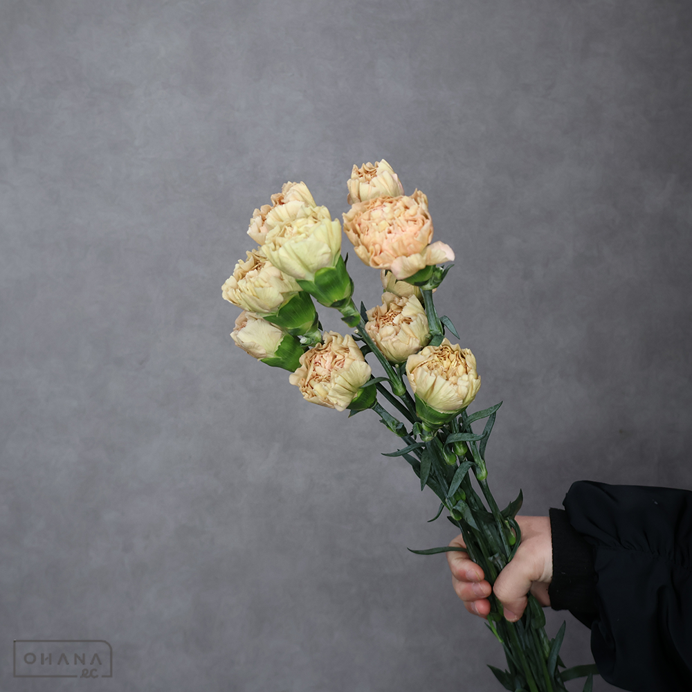 【SALE】カーネーション　レージェマロン　 70cm　※クレーム対象外