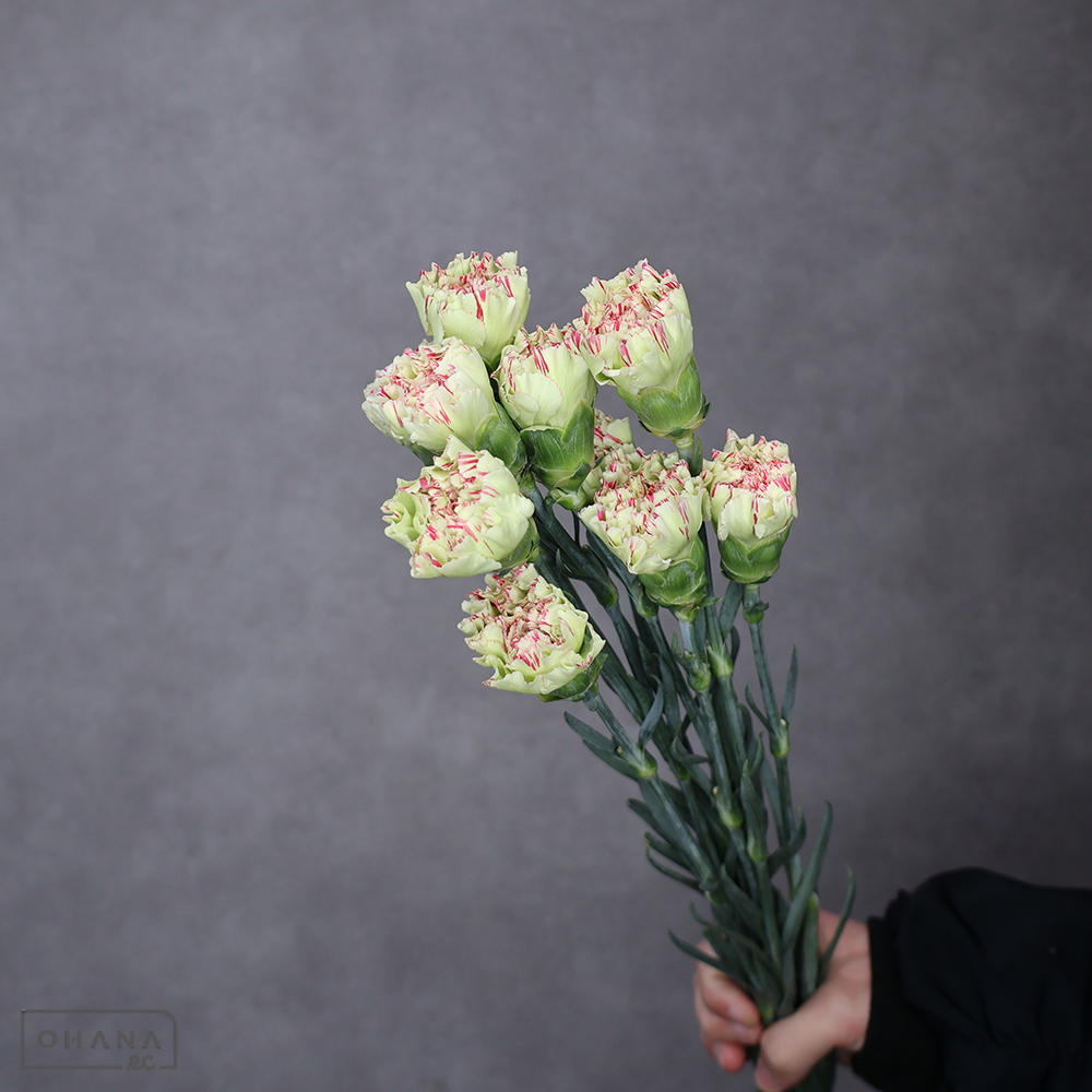 【SALE】カーネーション　モチ　 70cm　※クレーム対象外