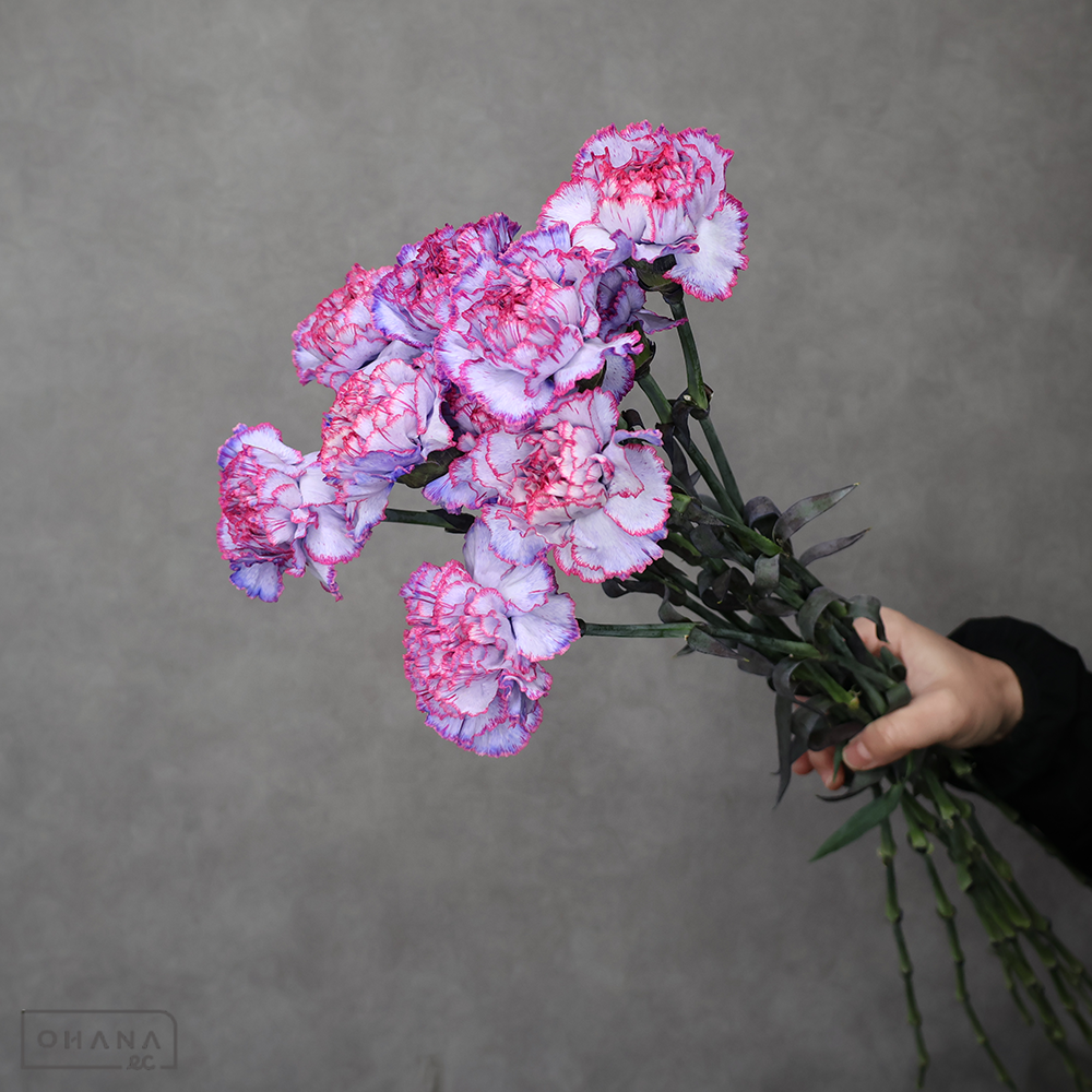 【SALE】カーネーション　コドモラベンダー染　 70cm　※クレーム対象外