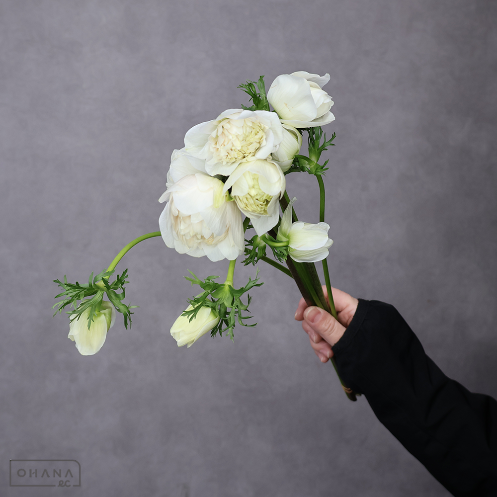 アネモネ　フルスター 八重 ②　秀 40cm