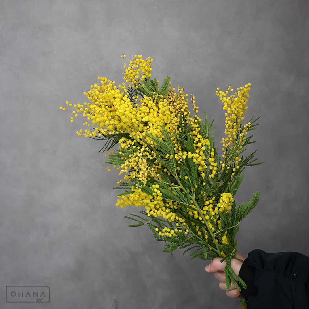 アカシヤ　ミモザ　 束