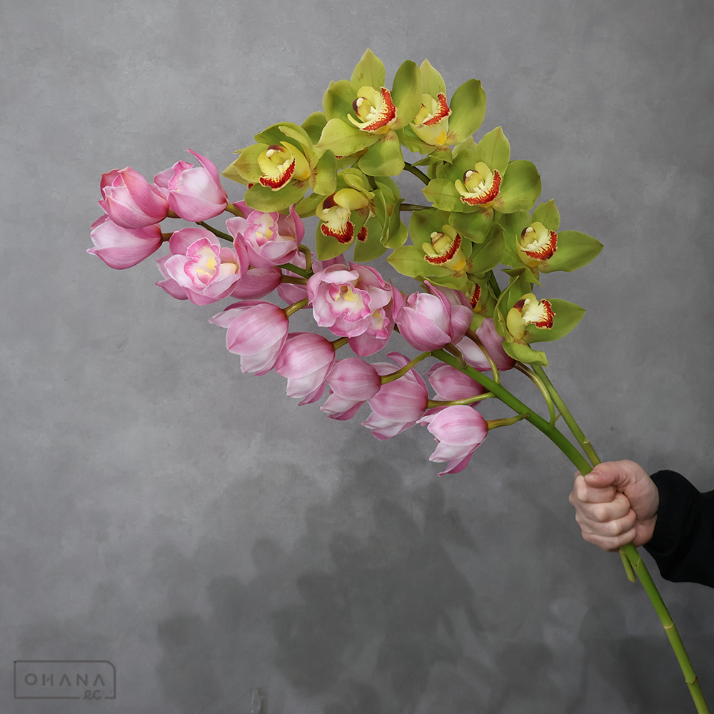 【SALE】シンビジューム　①　※クレーム対象外