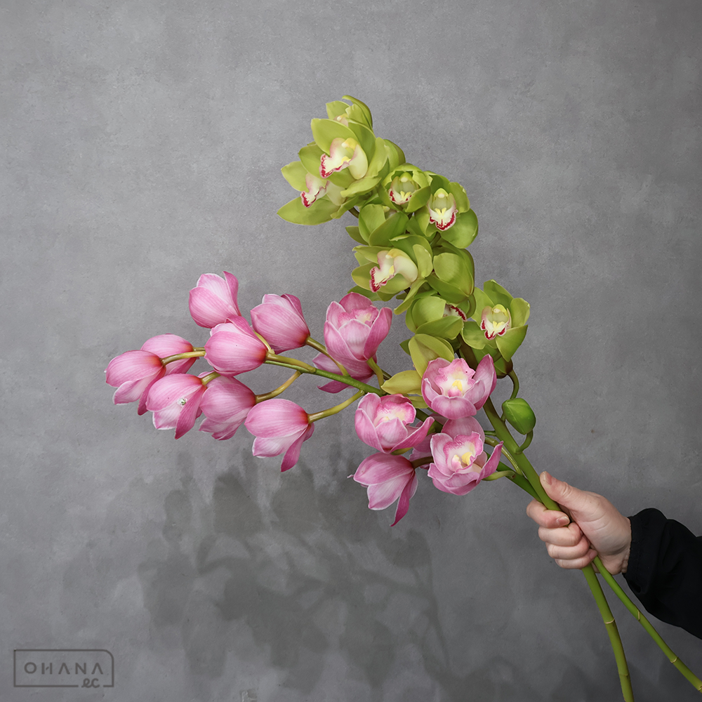 【SALE】シンビジューム　②　※クレーム対象外