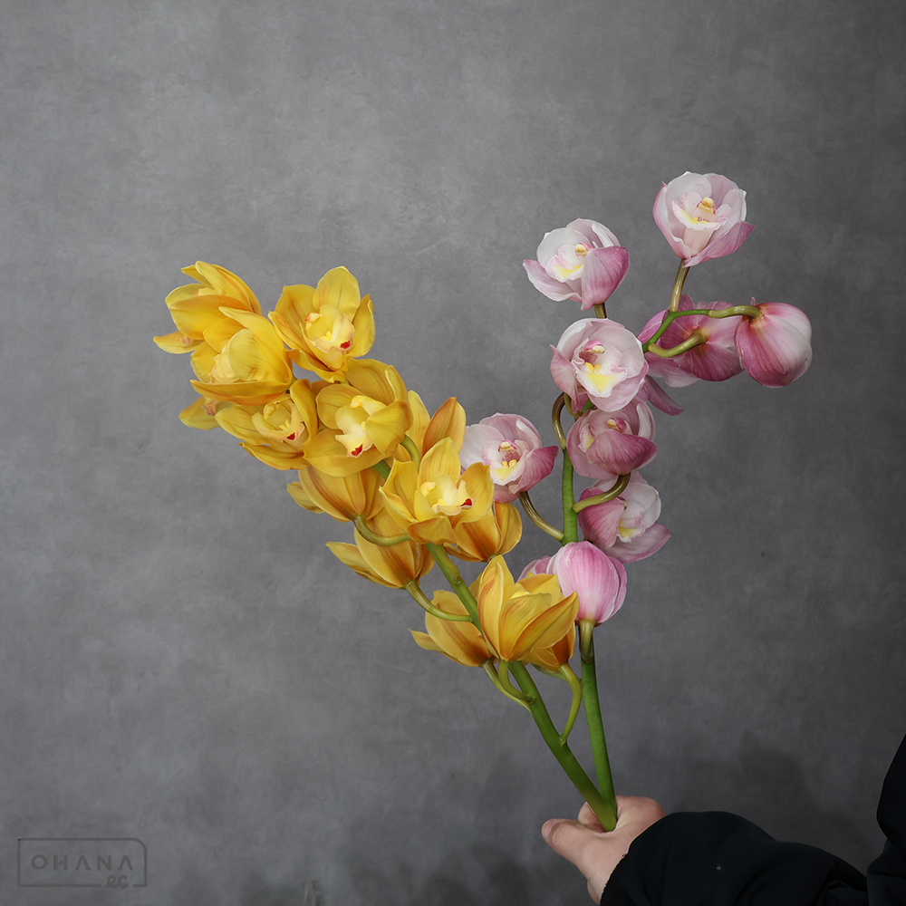 【SALE】シンビジューム　③　※クレーム対象外