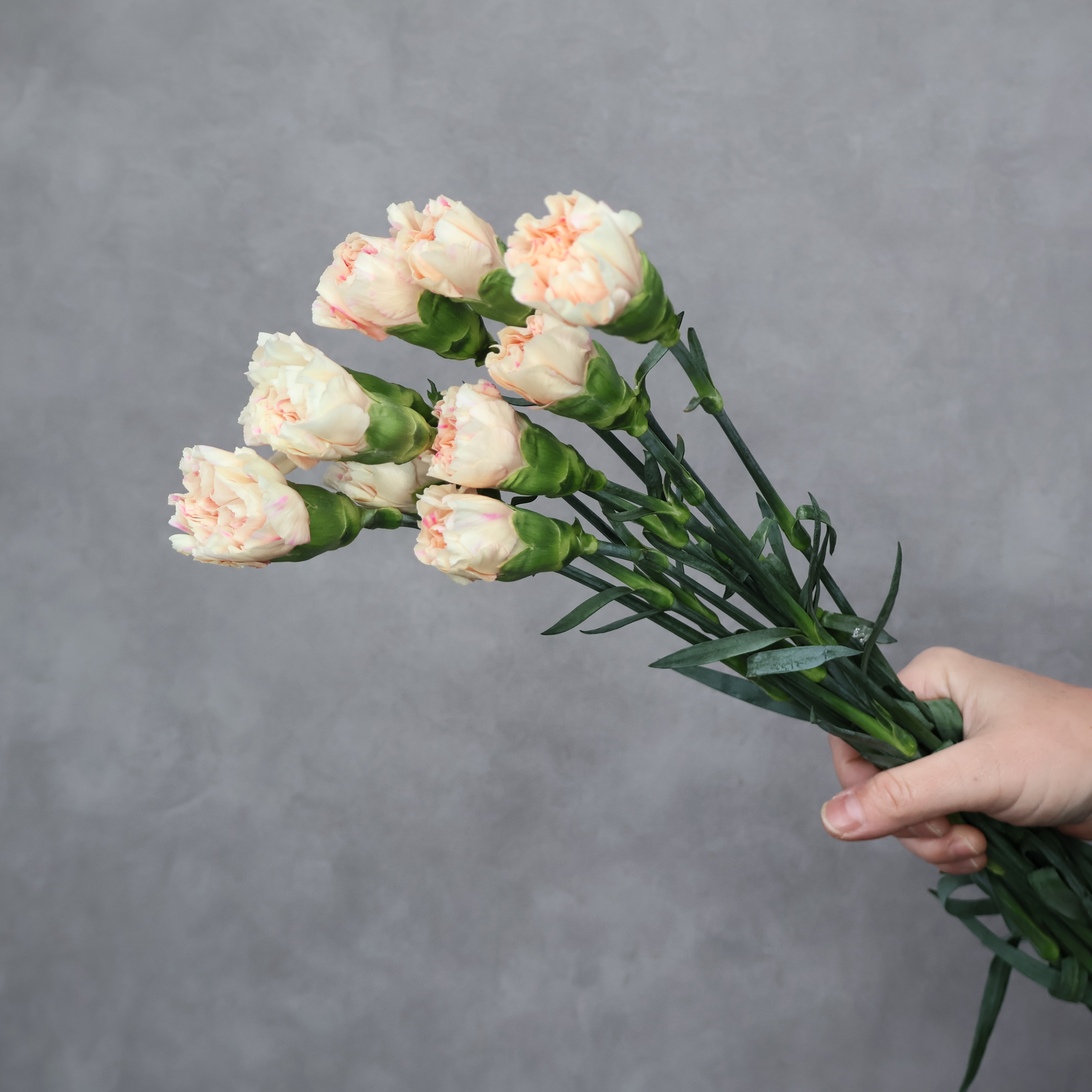 【SALE】カーネーション　アップルティ　 70cm　※クレーム対象外