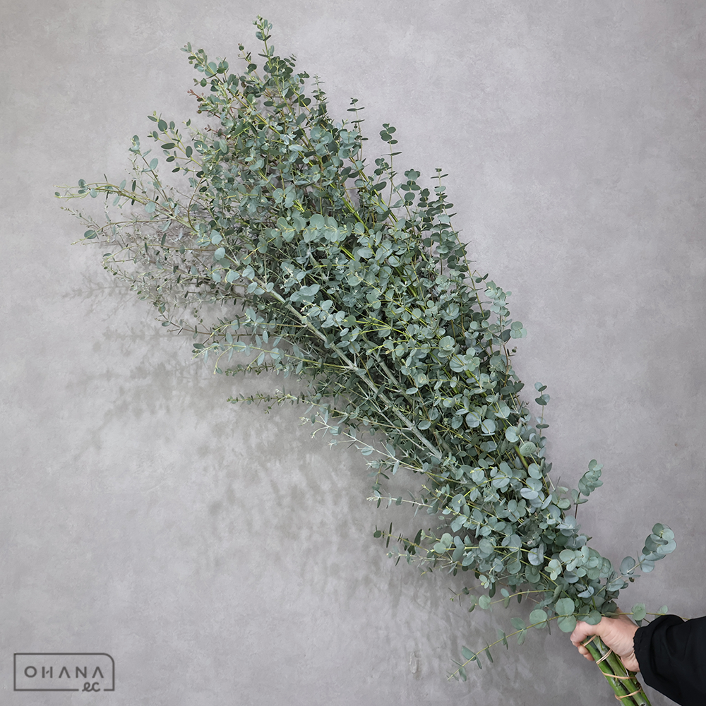 ユーカリ　グニーユーカリ　秀 110cm