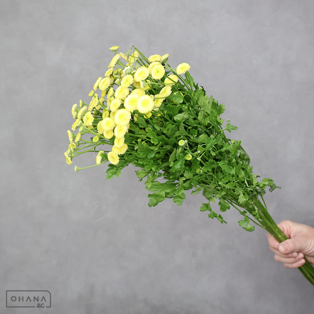 【SALE】マトリカリア　イエローペグモ　60cm　※クレーム対象外