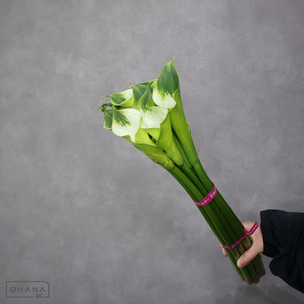 カラー緑　グリーンカラー　60cm