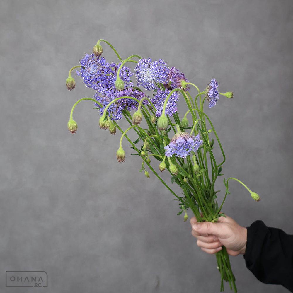 ブルーレースフラワー　ブルー　4-50cm