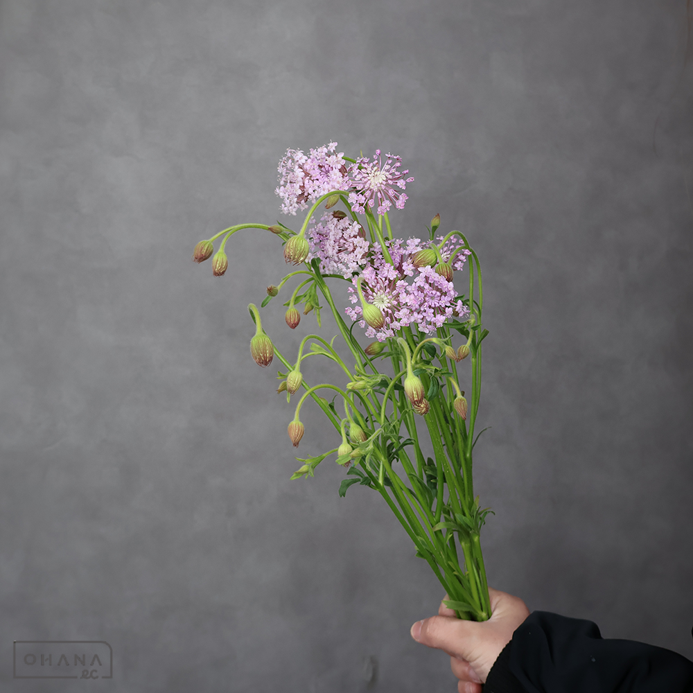 ブルーレースフラワー　ピンク　4-50cm