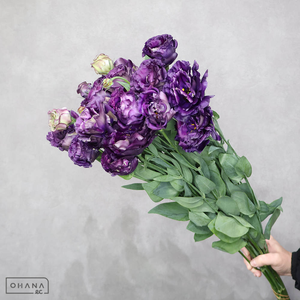 【SALE】トルコキキョウ　アンバーダブルパープル　2Ｆ 80-70cm　※クレーム対象外