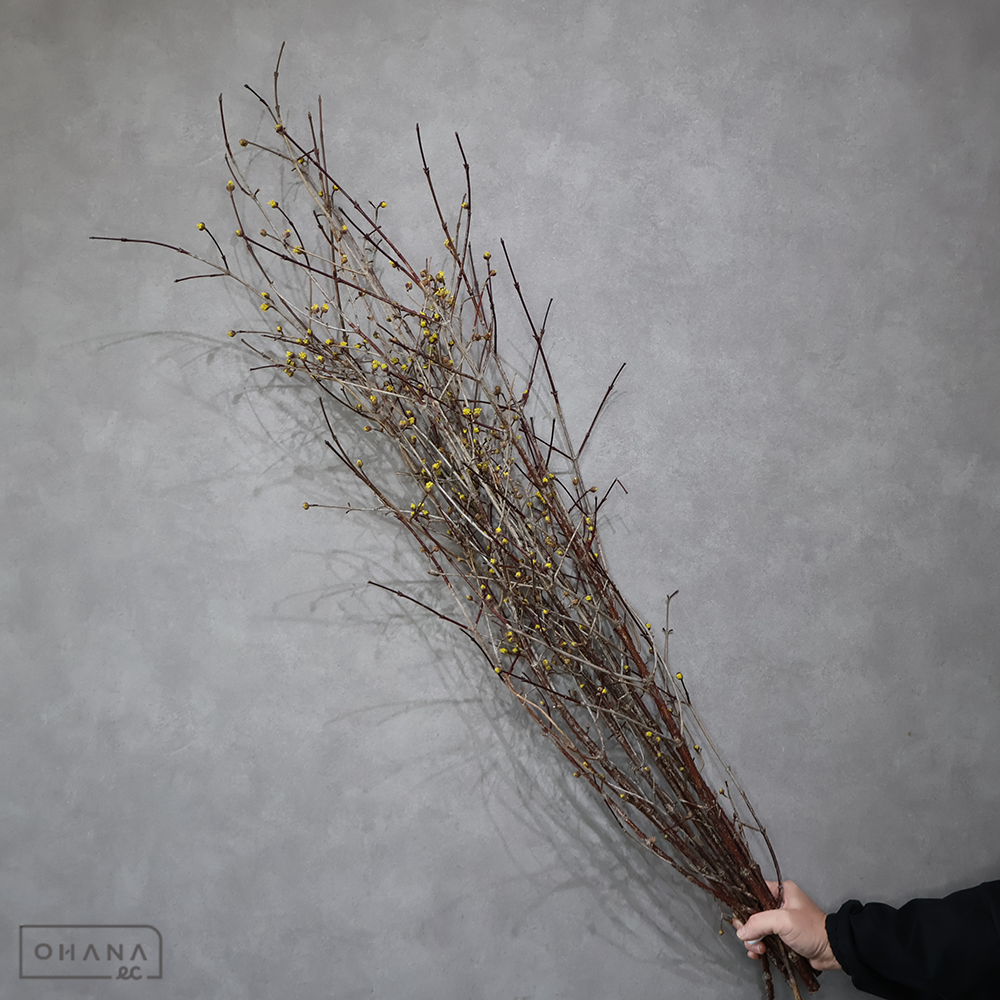 サンシュ　120cm