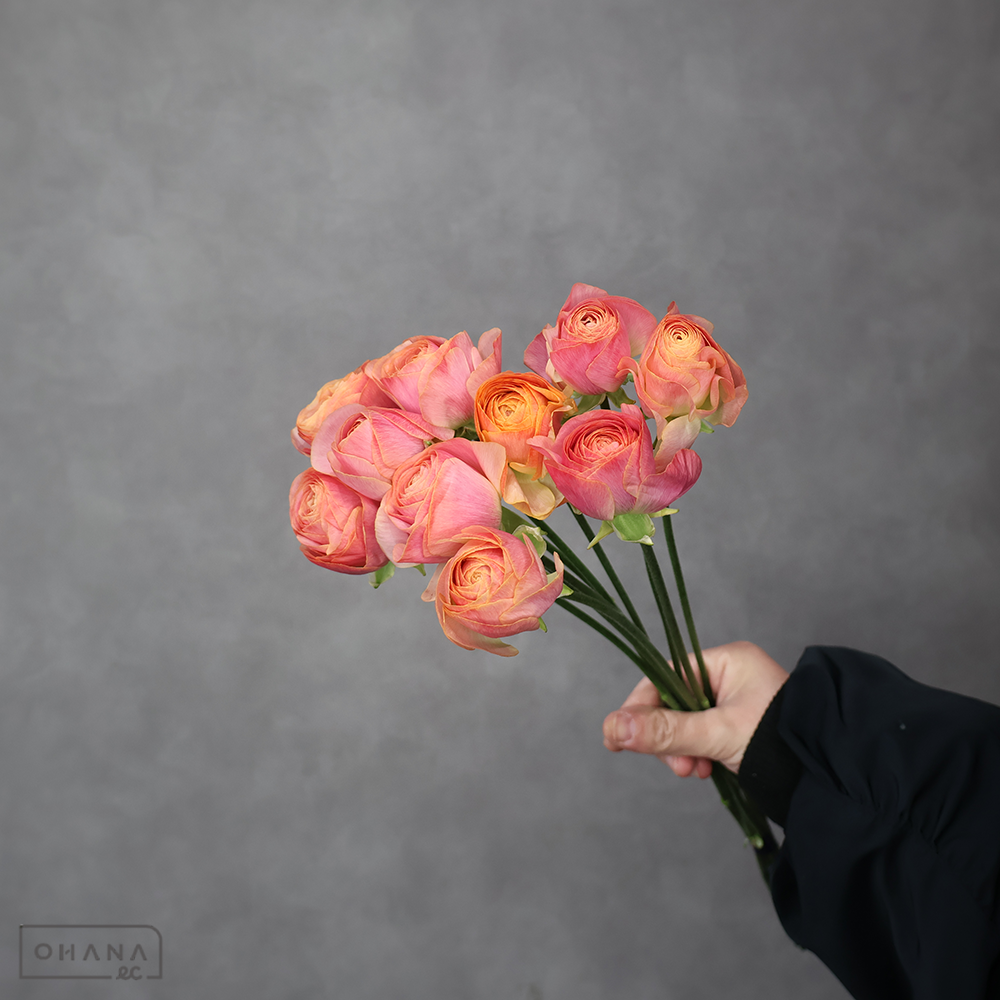 ラナンキュラス ノアン 秀 2L | お花の仕入れならOHANAec