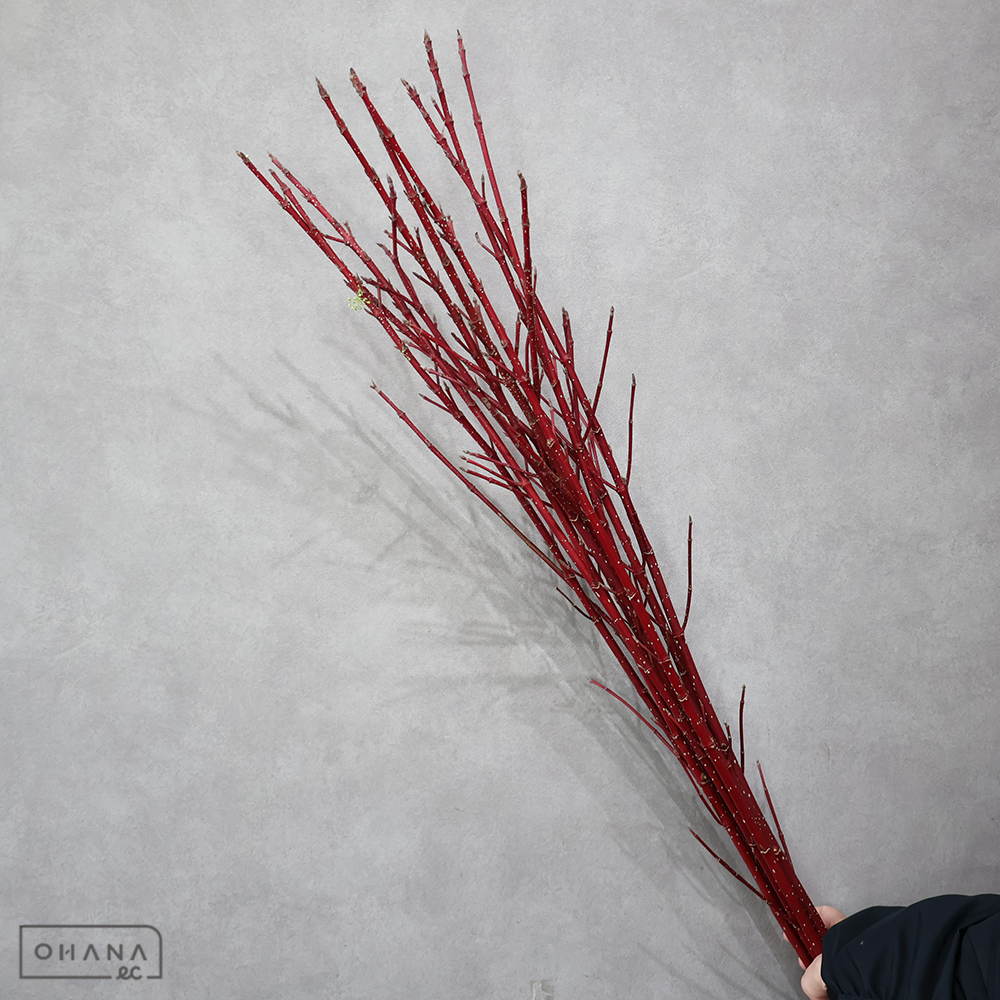 ミズキ　サンゴミズキ　 110cm