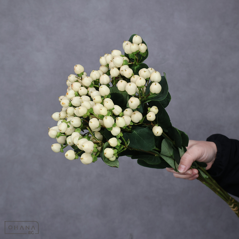 ヒペリカム　クールロマンス　 60cm※8本束