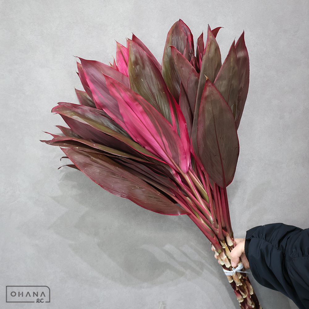 ドラセナ　レイカ　Ａ ２Ｌ