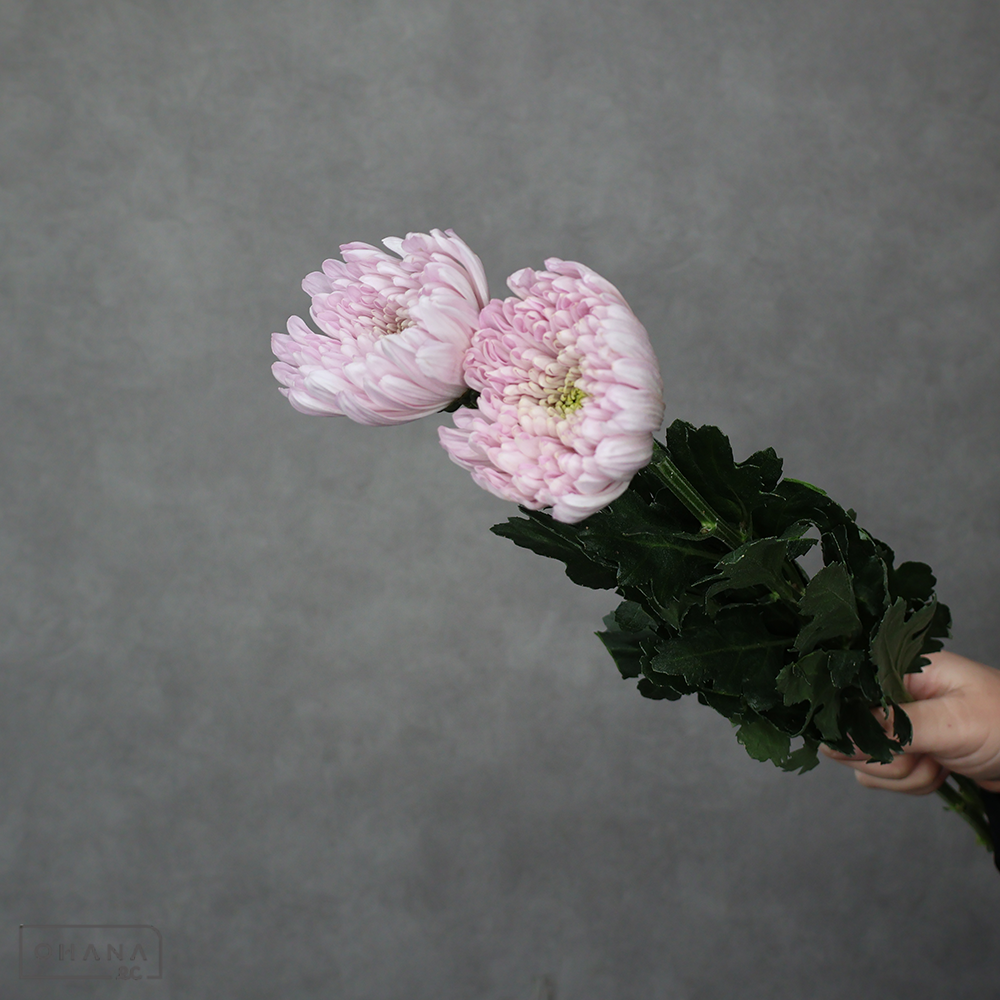 【SALE】ディスバッドマム　アリョンカ　※クレーム対象外