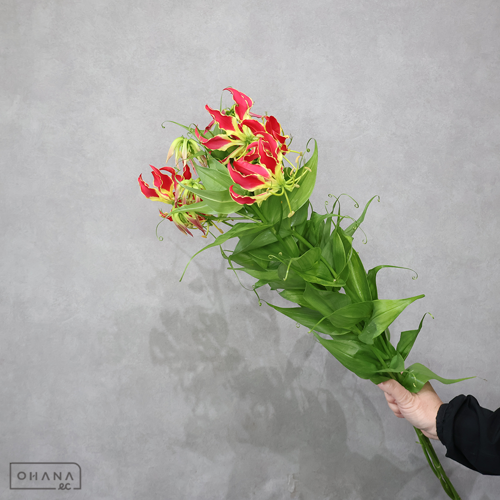 【SALE】グロリオサ　　Ｓ ※画像は5本束　※クレーム対象外