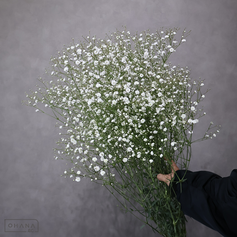 【SALE】カスミソウ　ベールスター　※ボリューム◎ 85cm　※クレーム対象外