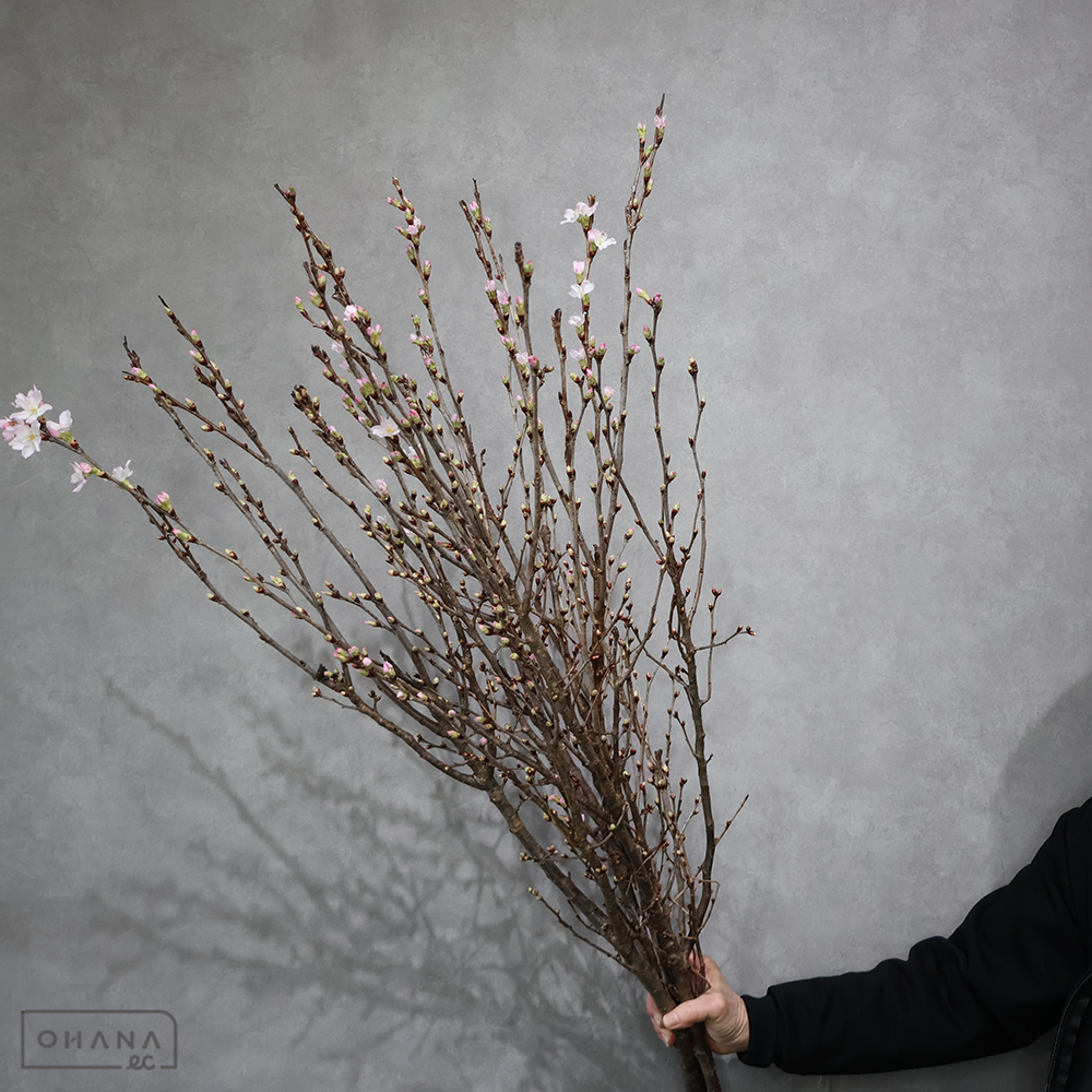 さくら　敬翁桜 秀 100cm