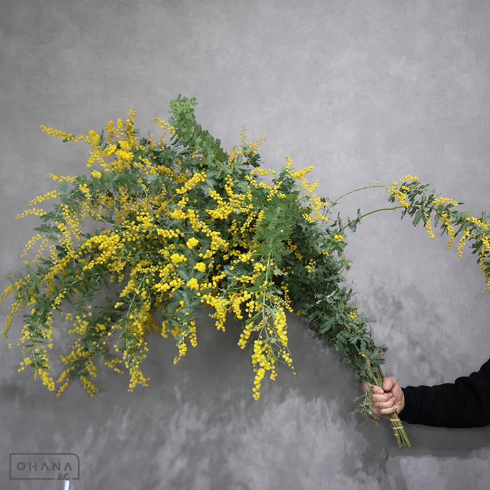 ミモザアカシア 秀2L  ※個体差あり