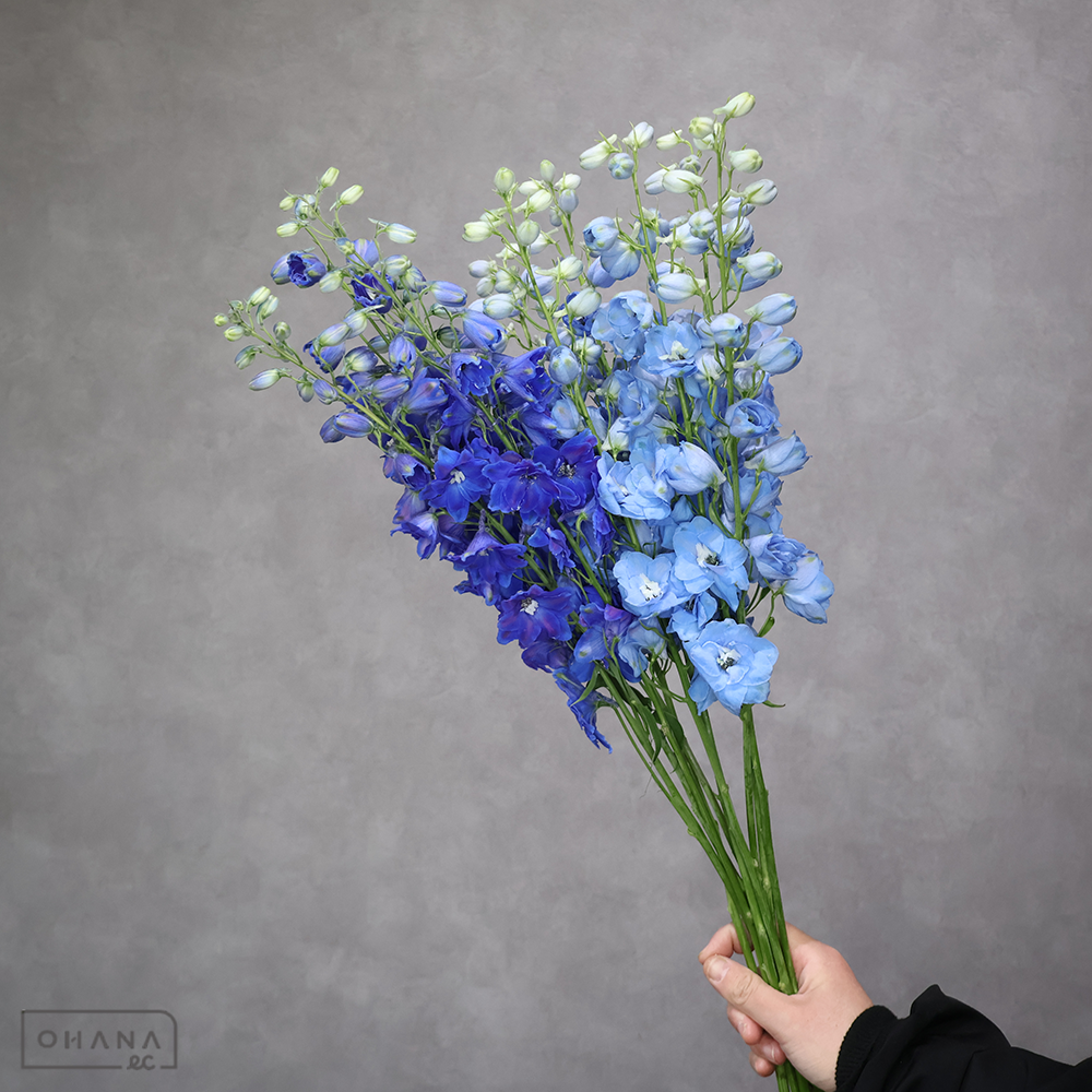 デルフィジャイアント MIX 秀 70cm