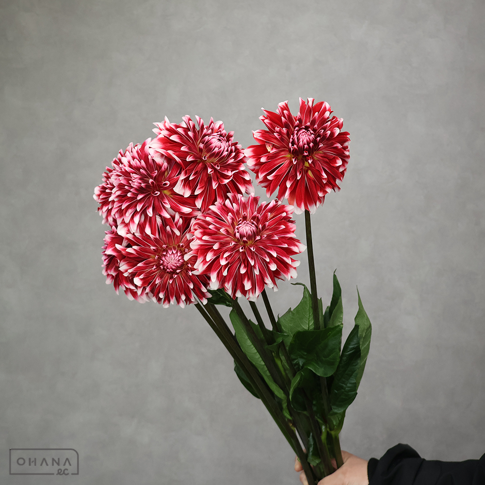 ダリア　ロダン ※7本束 秀優 60-50