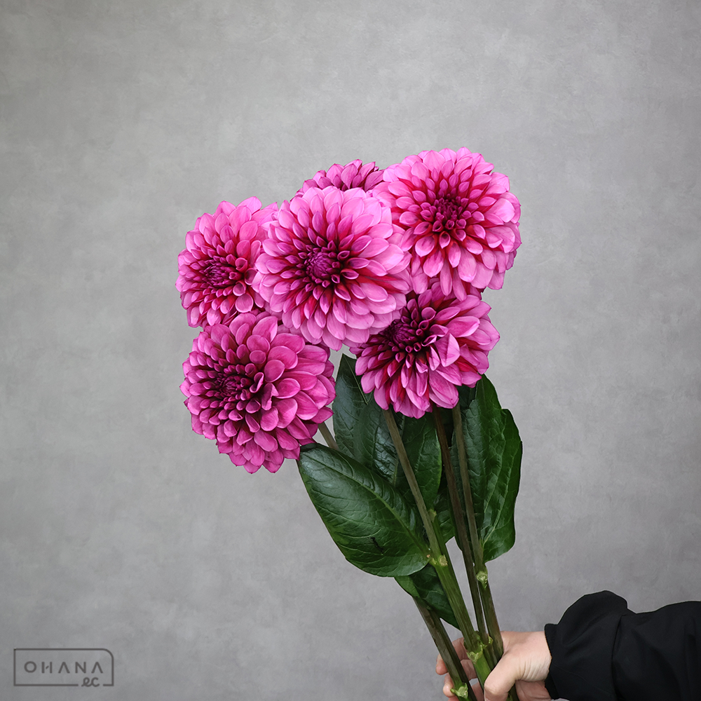 ダリア　ダークナイト 秀優 70-60