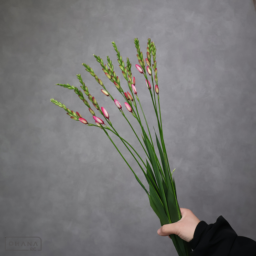 イキシャピンク　パノラマ  55cm