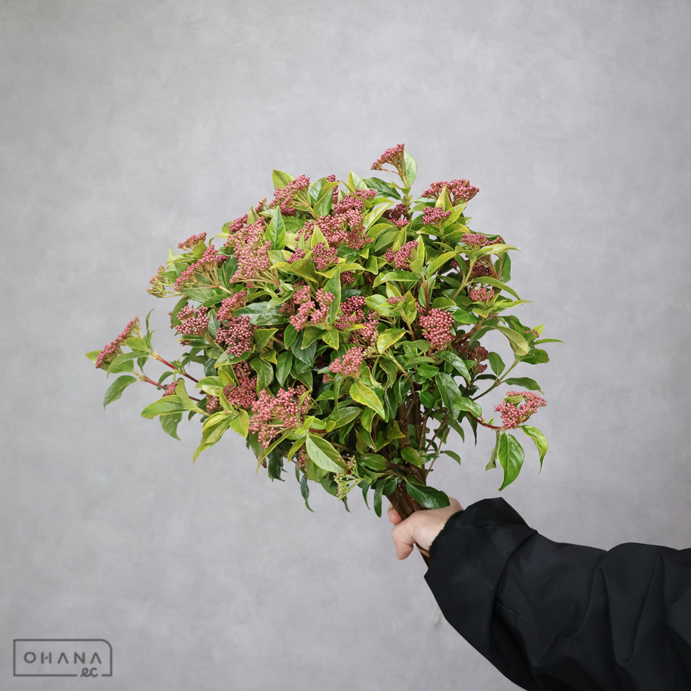 トキワガマズミ 秀 40cm