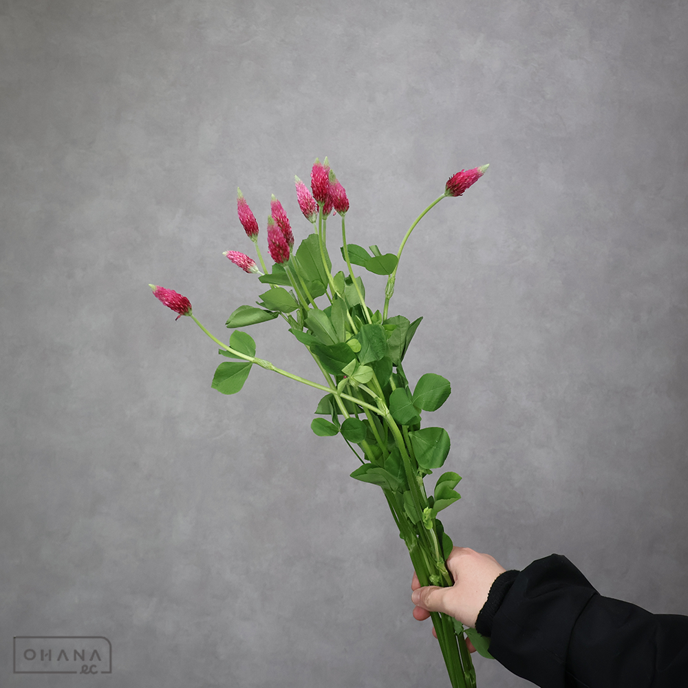 ストロベリーキャンドル 秀2L  ※細い