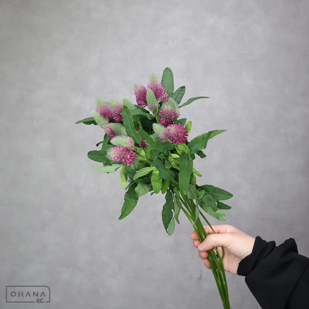 トリフォリウム　ルペンス  50cm