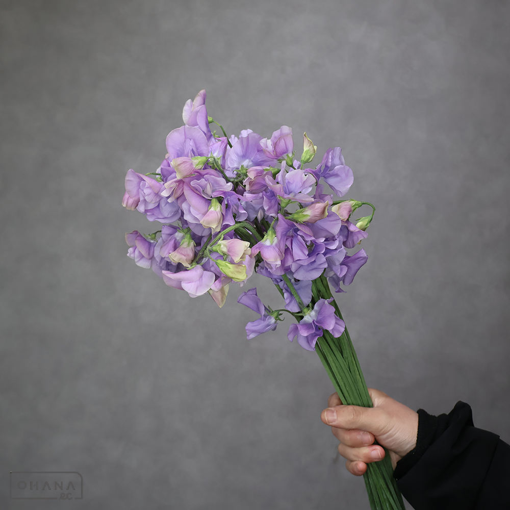 スイトピー　② 2L 3-4輪