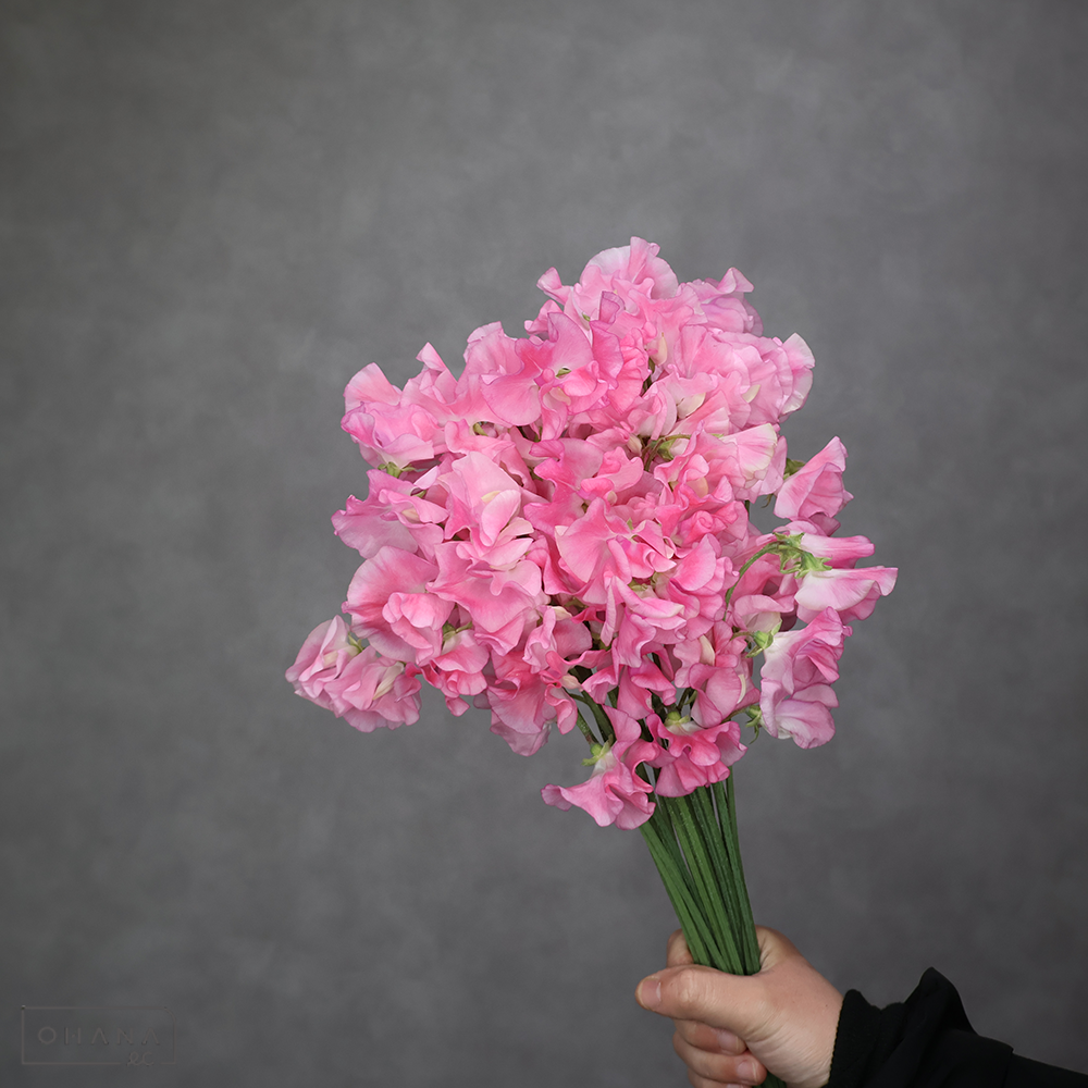 スイトピーピンク　トトロクィーン L 4輪