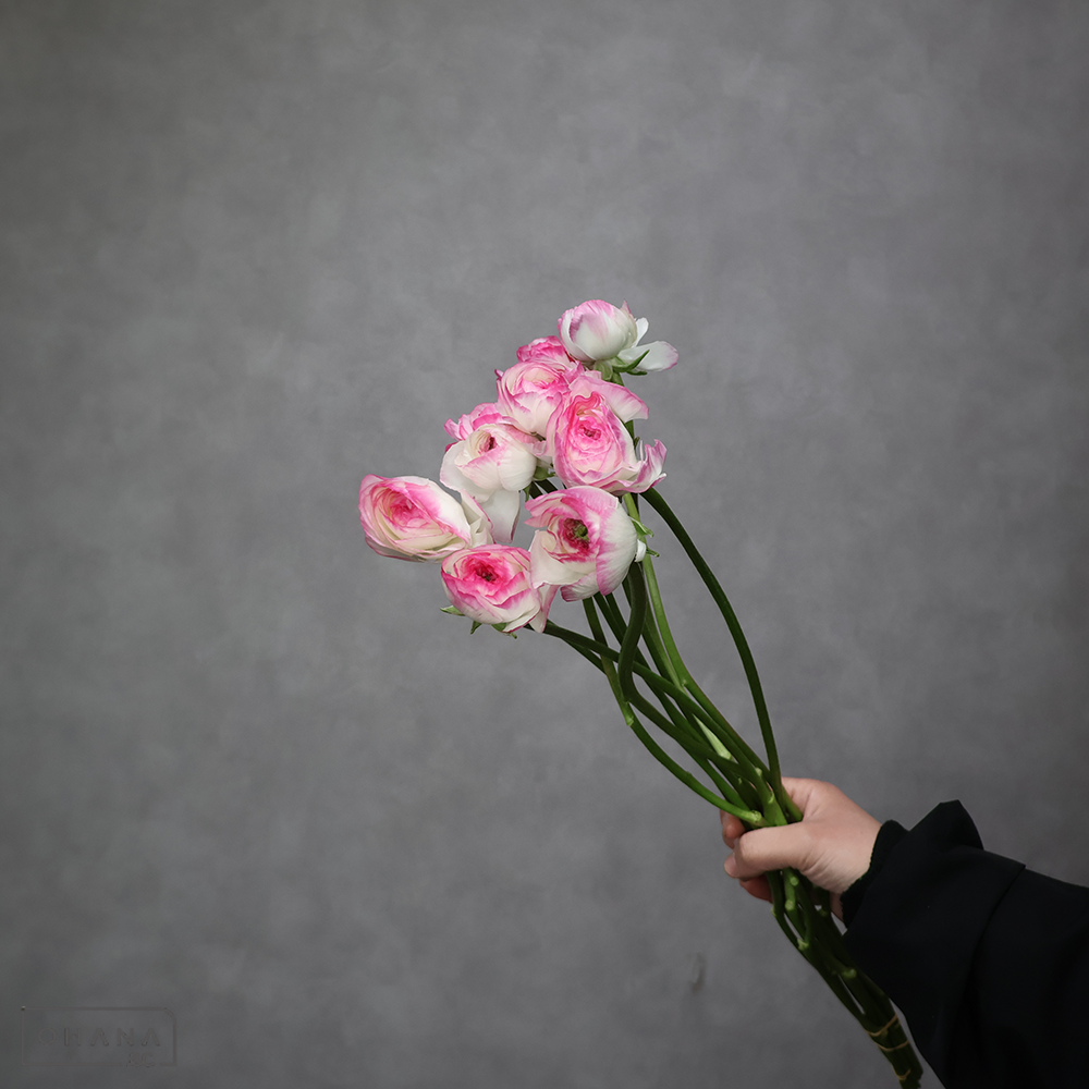 ラナンキュラス　湘南の虹 AL  40cm