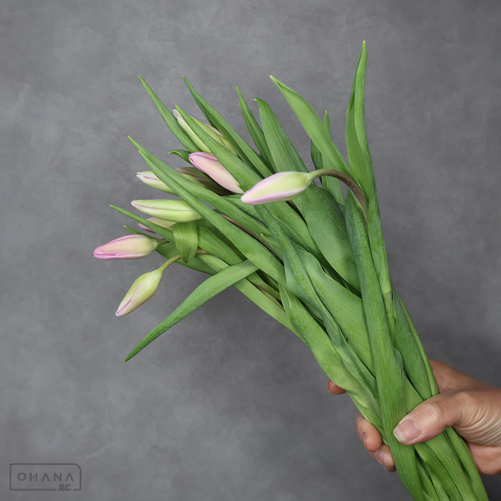 チューリップ　アフケ　秀2L  ※9本束