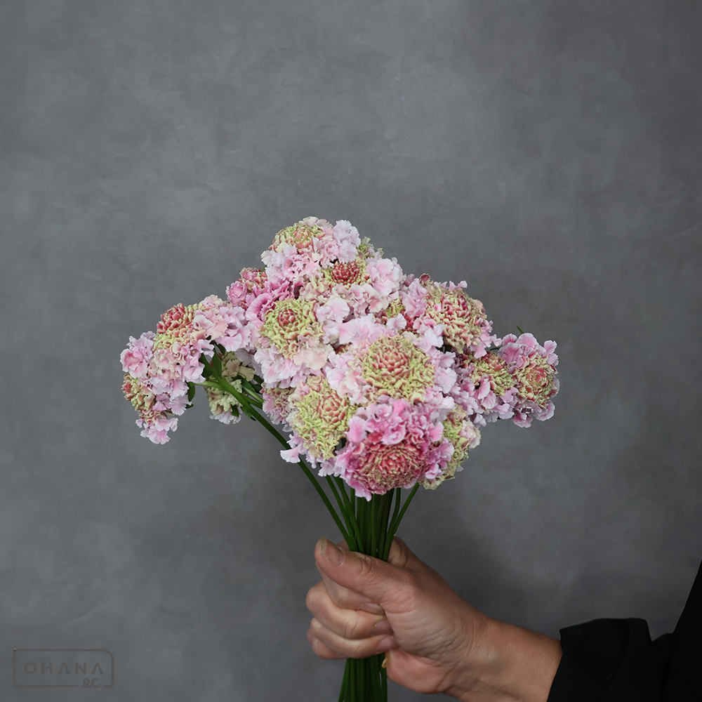 スカビオサ　フリフリハルル　秀 30-25