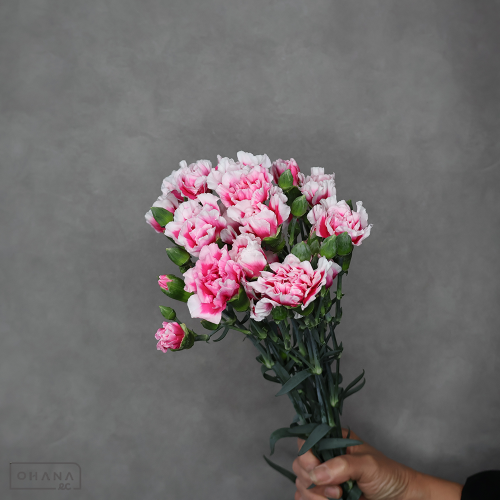 ＳＰカーネ　ラグジュアチェリーアイ　優 70cm 馬場