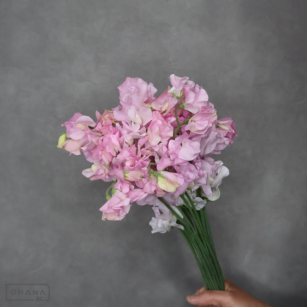 スイトピー　プリンセス　2L 4輪