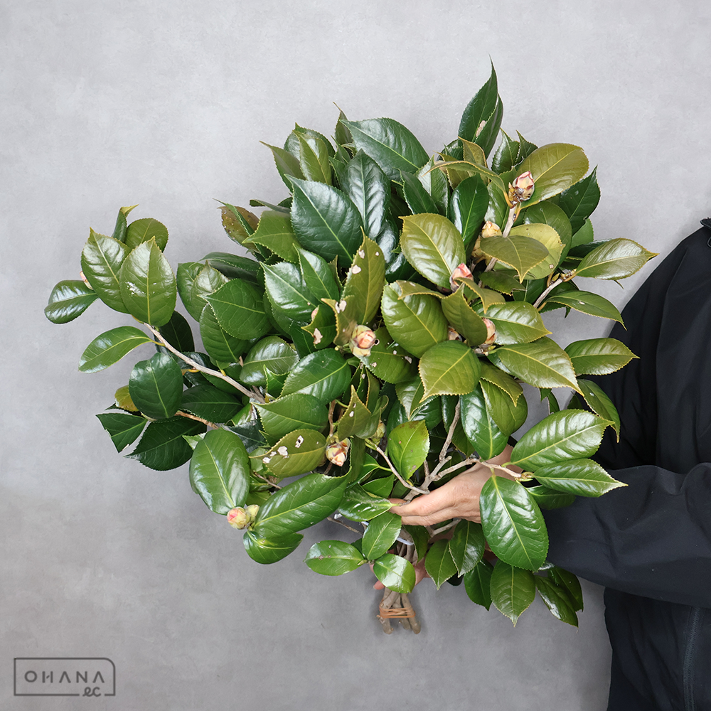 椿 ※5本束　大