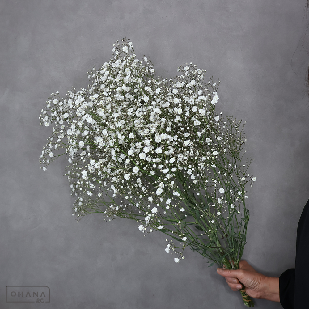 カスミソウ　ベールスター　S 70cm