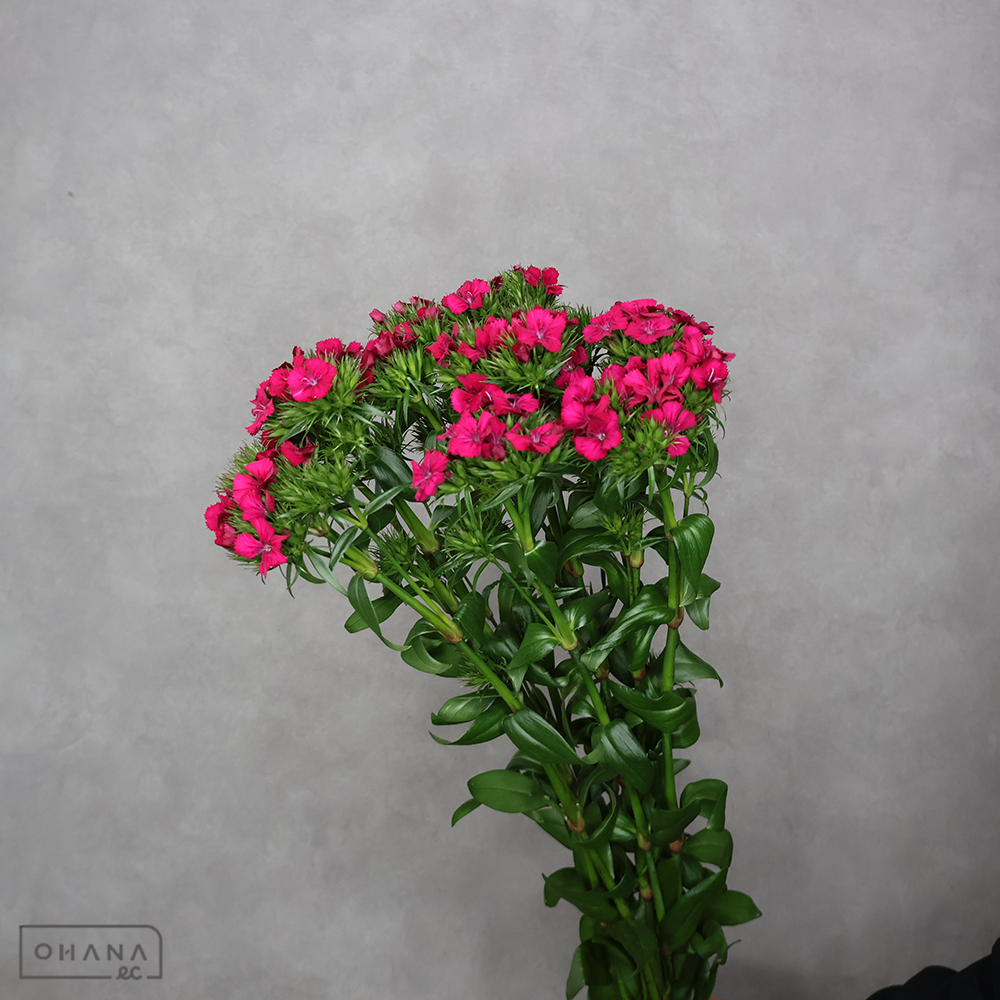 ダイアンサス　アマゾンネオン　チェリー　 75cm