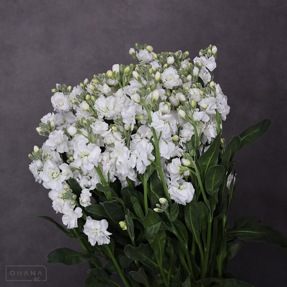 ストックスプレー　ホワイトカルテット　L